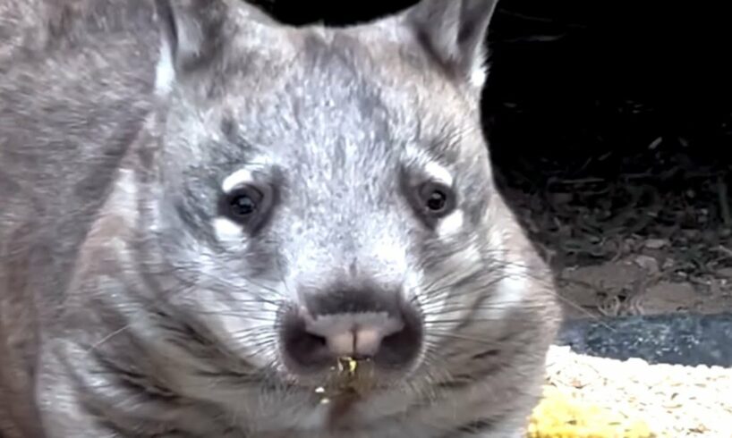 Australian couple goes on vacation, returns home with wombats