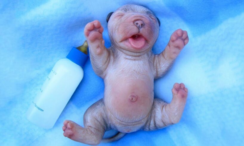 💗 Aww 🐶 The World's Cutest Newborn Puppies ★ Funny Babies And Pets