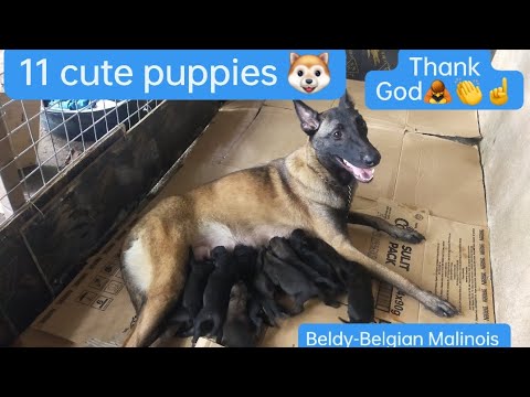 BELGIAN MALINOIS GIVING BIRTH TO 11 CUTE PUPPIES-NANGANAK NA ANG BELDY KO,THANK GOD#belgianmalinois