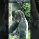 Baby Gorilla Plays With Mum 💗 || #gorilla #animals #youtubeshorts