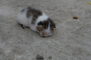 Baby Kitten By The Dumpster 😿 Waiting For Someone To Save It