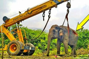 Backhoe SAVES injured Elephant | Rescue Animals