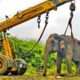 Backhoe SAVES injured Elephant | Rescue Animals