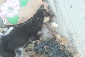 Barely breathing, the puppy that tore his owner's shoe could only cry in pain