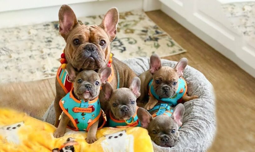 Best of Best 🐶 Bulldog SOO Cute! 🐶 Dogs - Awesome Funny Bulldog  Life Video 😇