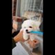 Best of cutest puppies videos compilation ! lovely puppy   Teacup puppies KimsKennelUS720p