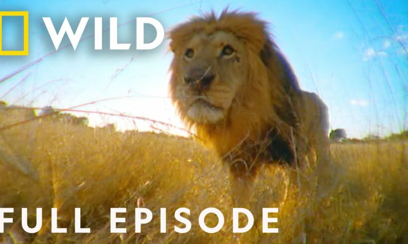 Betrayal in the Animal Kingdom (Full Episode) | Animal Fight Night