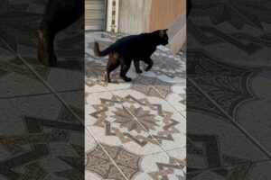 Black cat#youtubeshorts #cat #viral #shortvideo