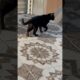 Black cat#youtubeshorts #cat #viral #shortvideo