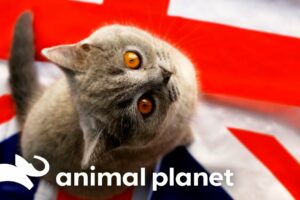 British Shorthair Pippa Teaches Kittens How To Work in Office | Too Cute! | Animal Planet