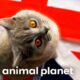 British Shorthair Pippa Teaches Kittens How To Work in Office | Too Cute! | Animal Planet
