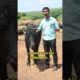 Buffalo rescued from Trichy #animalrescue #rescued #animals #buffalo #animalsanctuary #viral