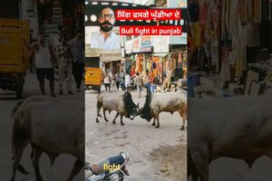 Bull fight in punjab on road #bull #animals #cow #animal #bullvlog #bulls #bull vs bull#bull