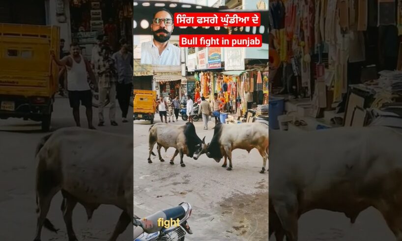 Bull fight in punjab on road #bull #animals #cow #animal #bullvlog #bulls #bull vs bull#bull