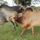 Bulls fighting(part 2) most exciting highlighted video