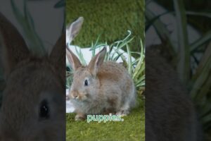 Bunnies playing with puppy! 🐰 #kidstv #cute #puppy #animals #mittensandpants