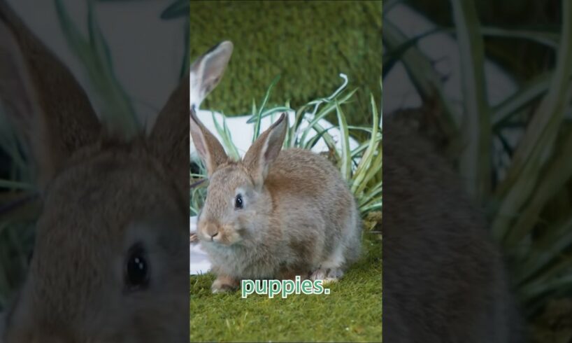 Bunnies playing with puppy! 🐰 #kidstv #cute #puppy #animals #mittensandpants