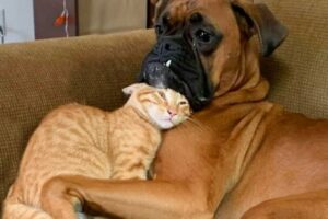 CATS AND DOGS Awesome Friendship - Funny Animal Videos 2023 😅