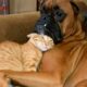 CATS AND DOGS Awesome Friendship - Funny Animal Videos 2023 😅