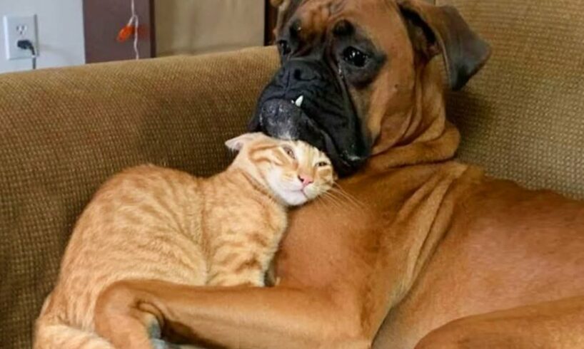 CATS AND DOGS Awesome Friendship - Funny Animal Videos 2023 😅