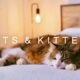 CATS & KITTENS in 4K | 2 Hours | Relaxing Ambient Piano Music Cute Pets