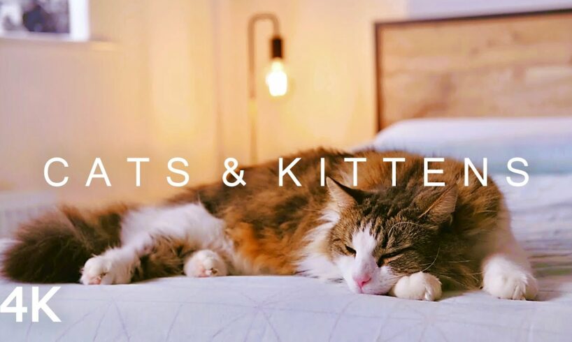 CATS & KITTENS in 4K | 2 Hours | Relaxing Ambient Piano Music Cute Pets