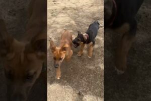 CUTE PUPPIES RUNNING AROUND