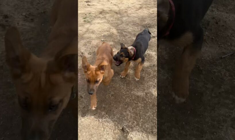 CUTE PUPPIES RUNNING AROUND