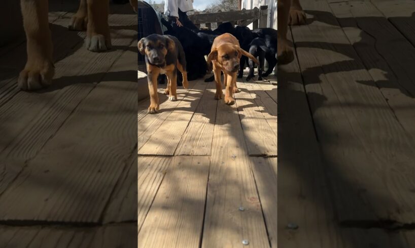 CUTE PUPPIES WITH MOM