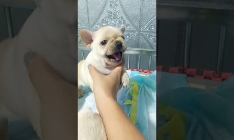 CUTE puppies #cute #puppy