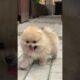 CUTEST PUPPIES 🐶 EVER #dog #doglover #dogs #puppy #pets #pet #shortvideo #viral #viralvideo #shorts