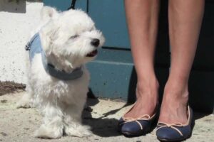 CUTEST PUPPY EVER! - Luxy's Shoe Haul