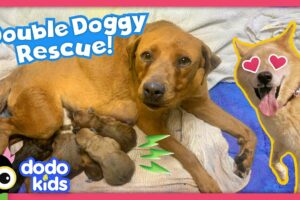 Can Rescue Heroes Save All These Stray Dogs? | Rescued! | Dodo Kids