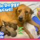 Can Rescue Heroes Save All These Stray Dogs? | Rescued! | Dodo Kids