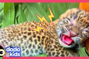 Can Rescuers Find This Tiny Leopard's Mama? | Dodo Kids | Rescued!
