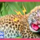 Can Rescuers Find This Tiny Leopard's Mama? | Dodo Kids | Rescued!