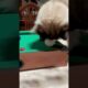 Cat Playing Pool #shorts #short #cats #cat #funnycats #funny #funnyanimals #trending