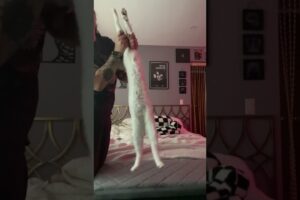 Cat loves to be stretched 🤣🥰 (🎥: Collab)