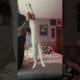 Cat loves to be stretched 🤣🥰 (🎥: Collab)