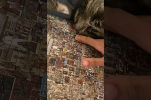 Cat won’t let owner finish puzzle 😂