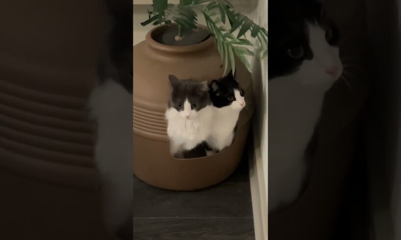 Cats go to the toilet together 🤣