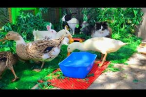 Charming and Beautiful Animals Playing,Cute Ducks,Cute Bunnies and Cat🪴🐇