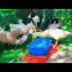 Charming and Beautiful Animals Playing,Cute Ducks,Cute Bunnies and Cat🪴🐇