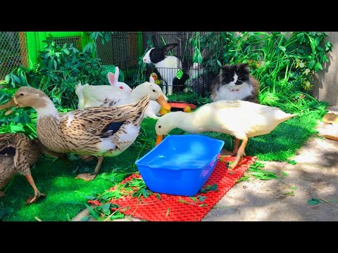 Charming and Beautiful Animals Playing,Cute Ducks,Cute Bunnies and Cat🪴🐇