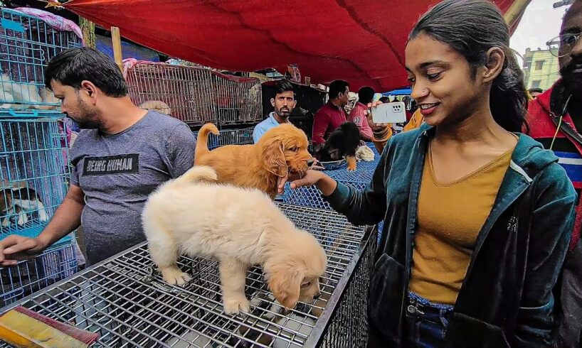 Cheap Price Dog In Kolkata | Gallif Street Pet Market Kolkata | Recent Dog Puppy Price Update | Dogs