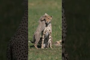 Cheetah cubs playing, wildlife photographer #animals #wildlife