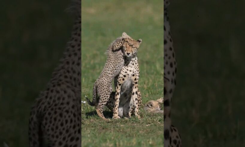 Cheetah cubs playing, wildlife photographer #animals #wildlife