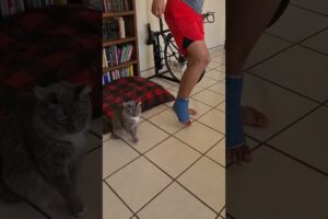 Copy Cat Mimics Owner 🤣