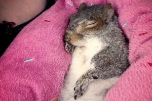 Couple moves to Florida for a squirrel
