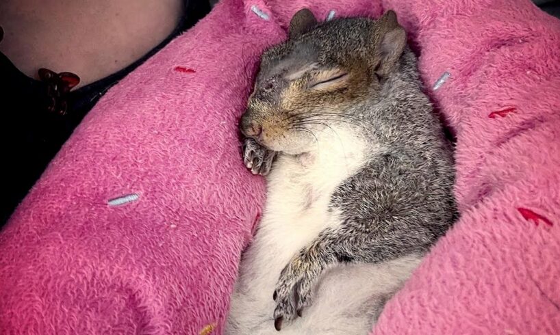 Couple moves to Florida for a squirrel